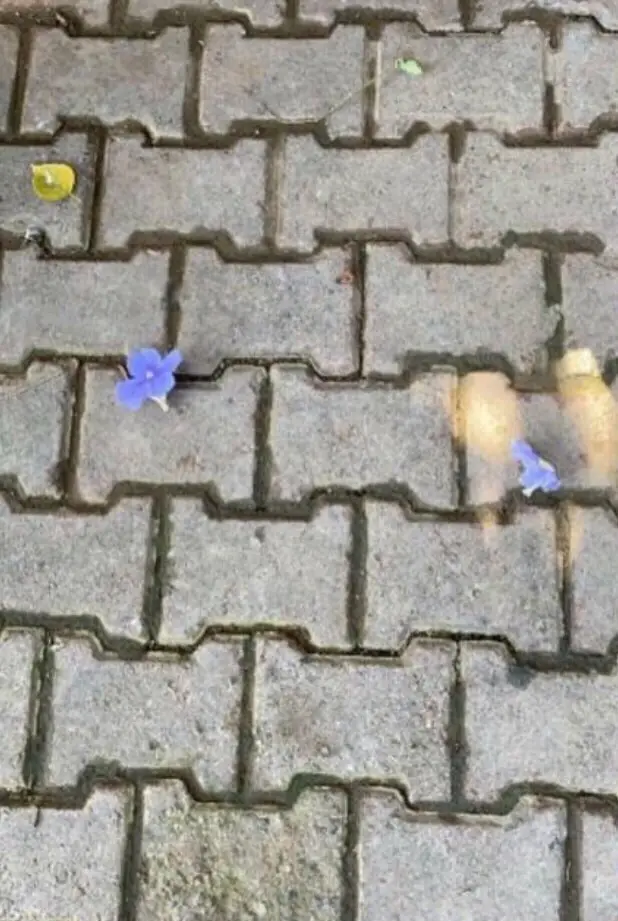 how beautiful he is🪻🫅🏻 #youngandbeautiful #lanadelrey #fyp 