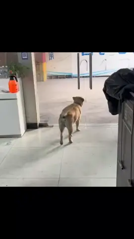 #videofunnytiktok #funnypet #animal #lovedogs #doglover #petlover 