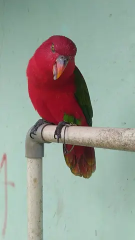 🪻🦜🦜🦜🪻 #burungnuri  #candaburung  #sekedarhiburansaja🙏🤣🤦  #burunglapar 