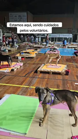 Nossos aumigos estão procurando suas famílias. Ginásio Agostinho Cavasotto, em Novo Hamburgo. O perfil do abrigo na rede vizinha é @animais_agostinhocavasotto, entre lá para procurar seu cãozinhoou nos ajudar. #caes #chuvas #enchente #novohamburgo #riograndedosul 