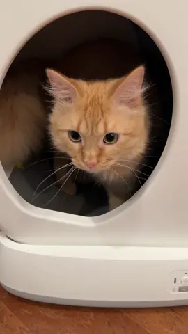 If you have a cat, you will definitely want one of these! @meowant.us #meowant #cat #litterbox #coolfinds 