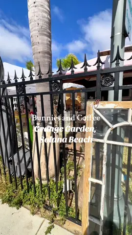 Bunnies and coffee🤍 #sandiego #solanabeach #sandiegohiddengems 