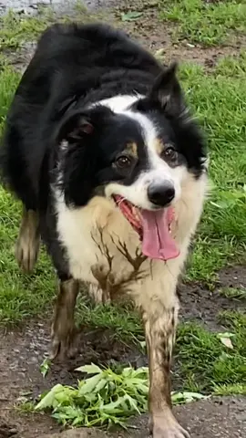 I found his after bath shake hilarious 😂😂 #bordercollie #bordercolliesoftiktok #wrigley #chicagocubsfan #funnydogs #dogbath #doglover 