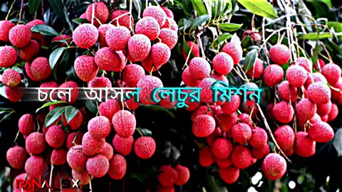 লেচুর মিশন শুরু🍓 #Lechu #viral  ##tiktok #foryou #foryoupage  #trending #tiktok #trend  #Lechu_tiktok_trending 🤪🍓🍓 #unfrezzmyaccount #trending  #viralvideo #bdtiktokofficial  #viraltiktok #bangladesh🇧🇩 #fyp  #foryou #trending #video  #bd_editz🇧🇩🔥 #alightmotion  #bdtiktokofficial #tiktok #italy🇮🇹  #xmlpreset🎟️ #alightmotion  #foryoupageofficiall #xmlpreset🎟️ #foryou #tiktok #foryoupage #@🇧🇩.offline editor.🇧🇩  #@🦋 Fᴀʜɪᴍ_𝙴𝚍𝚒𝚝𝚣➍ 🦋🌀  #@♡︎𝚂ꫝ֟፝ɢᴏʀ♡ᴇᴅɪᴛᴢꪜ♡︎  #@♡-𝙰𝙱𝙸𝚁 𝙴𝙳𝙸𝚃𝚉-࿐ #@♡༄─𝖙𝖆𝖒𝖎𝖒─ᴱᴰ𝖎𝖙ɀ'𝖝─༻♡ #@♡︎ 𝚂𝙸𝙵𝙰𝚃 𝙴𝙳𝙸𝚃𝚉 ♡   #@💥яɪғꫝᴛ є∂ɪᴛᴢ💥 #@For You House ⍟  #@TikTok Bangladesh 