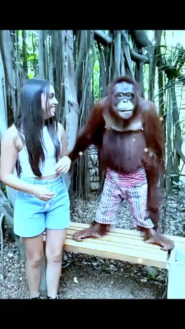 Monkeys make Christmas with tourists😂 #fyp #monkey #animals #tiktok #monkeyvideos #Gibbon 