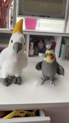 A dancing dibbydoo full of love to cousin Cockatoo #yumyumthetiel #parrot #cockatielsoftiktok #parrotsoftiktok #dibbydoo 