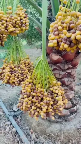 @Kurma arab 👈 yang mau kurma bisa cek di vt itu ya kaka atu bisa juga cek langsung ke etalase🙏 #kurmamuda #kurmamurah #kurma 