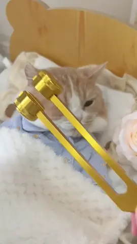 #foryou #petcat #cats #cleaning 