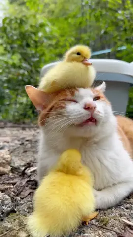 They are best friends.cat and ducks#pet #kittycat #ducks 