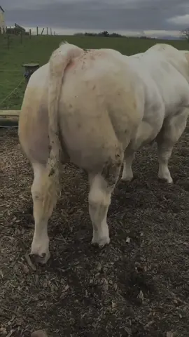 Sapi yg masih bikin penasaran para peternak di Indonesia, BELGIAN BLUE #peternakmuda #peternaksapiindonesia #belgianblue #sapijumbo 