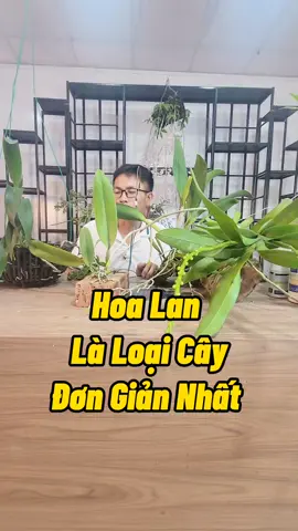 Trồng Hoa Lan Đơn Giản #tronghoalan #ghephoalan #chamsochoalan #kichhoa #kichre #kichmam #kythuatcaytrong #kythuattrongcay #annamnutrimix 