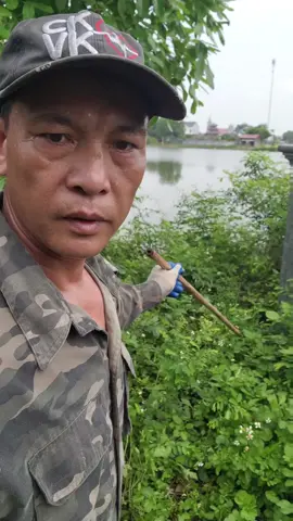 bẫy rắn hổ mang cặp đôi ko khó 