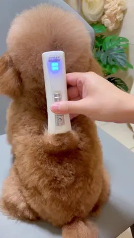 Tiết kiệm tiền đi spa hàng tháng với bộ tông đơ cắt tỉa lông thú cưng 🐶 #tongdocattialongchomeo #tongdocattialongchothucung #tongdocattialongthucung4in1 #cattialongchomeo #cattialongthucung #bunquystoc 