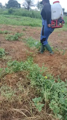 Farming made easy using the fuel powered knapsack sprayer #tiktokcameroon🇨🇲tiktokafrica #cameroontiktok🇨🇲 #commercialagriculture #supermarket #agronomistlydia #farmingincameroon 