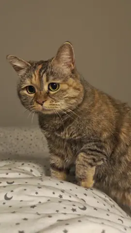 I want to sleep with you,can I? #fatcat #cute #meow 