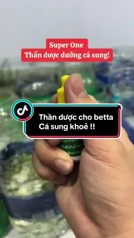 Thay nước cá betta mà không có lá bàng thì xài Super One ngay !!! Cá khoẻ dưỡng cá sung . #xuhuong #superone #blackblue #betta #cábetta #menuoica #cadep #cá #cabetta #bettafish 