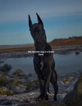 No motivation to post #greatdane #foryou #aesthetic 