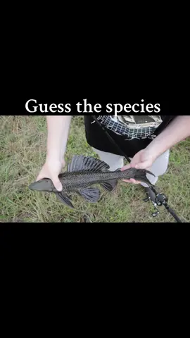 Wrong answers only ———————————————-#saltlife #pleco #plecofish #freshwaterfishing #guessthespecies #wronganswersonly #memes #fishingfyp #fypage #fyppppppppppppppppppppppp #weirdfishes #newspecies #catfish #catchandcook 