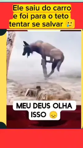 veja o sofrimento desse cachorro, é de partir o coração 😭😱 #cachorro #sofrimento #enchente #milagre #adegadochoco #foryoupage #foryou 