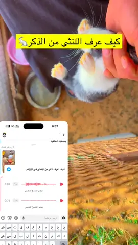 معرفه الانثا من الذكر الارانب #دواجن #يوميات_ابوعبدالله_سعودالشراري #دجاج #كسبلور_explor #صيصان #بيض #رومي #براهمه #دجاج_لوهمان_براون 