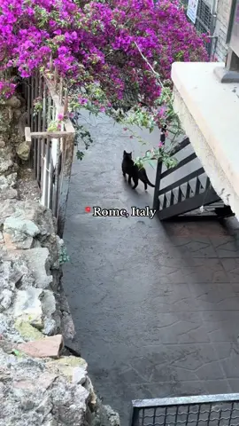 📍Roma  #rome #romeitaly #italy #romeitinerary #italytravel 