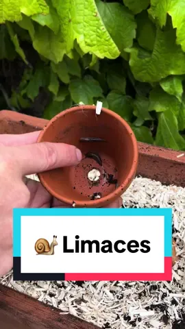 C’est l’un des ennemis les plus redoutés au potager surtout au printemps quand on vient de pailler. Pour repérer les attaques de limaces, il suffit de regarder les feuilles : si elles sont effilochées et trouées, c’est que les limaces attaquent. Ces gastéropodes apprécient aussi les jeunes plants qui risquent de disparaître face aux attaques répétitives. 🧑🏻‍🌾🪴🐌#potager #limaces #jardin #tiktokacademie 