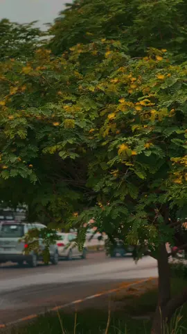 ويه النسيم الهاب أبعث سلامي🤍#تصويري #النجف_الاشرف #capcut #tiktok_india 