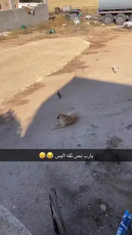 يا ربي دخيلك حتى الحيوانات مش سلمانا من بعض 😂😂😂😂