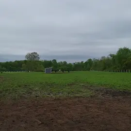 Calling the boys up for dinner between pop up rain showers #farmchores #farmlife #horses #geldings #heartpondstable #horsetok #boardingbarn #equestrian 