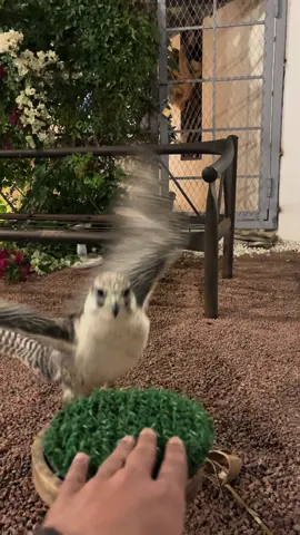 «ما شعبت ركابي إلّا وأتجهتك» #حايل #حايلنا #السعودية #طير #جير #بيور  #طيران_الامارات #explore #fyp #اكسبلور 