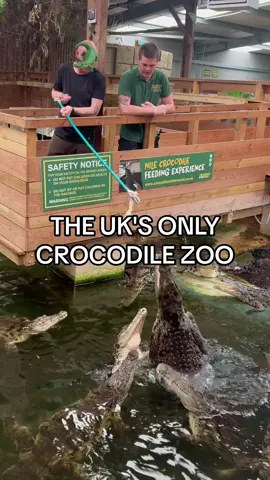 @Crocodiles of the World is home to more than 150 crocodiles, including Nile crocodiles, American alligators, and black caimans. With its clear water habitats and underwater viewing opportunities, you can get up close. Don't miss the experience of watching the crocodiles being fed, and for a closer encounter, they offer keeper experiences where you can feed the crocodiles yourself. It's not just about crocs. They also have lots of other cool animals to check out, such as meerkats, Binturong, clouded leopards, and more. See you later alligator, after while crocodile 🐊 📍 Brize Norton, Oxfordshire, OX18 3NX Days Out | Oxfordshire Mums | Crocodile | Zoo | Oxford | UK Mums | UK Parents  #crocodile #zoo #ukmums #oxfordshire #daysoutuk 