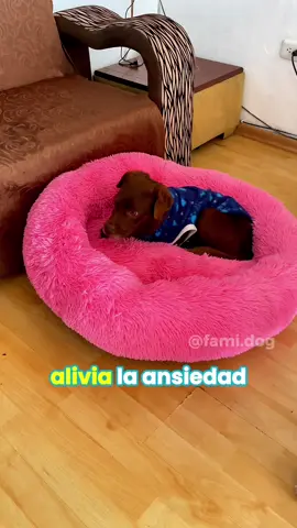Protege a tu perrito 🐶 del estrés y la ansiedad con nuestra Cama Puff antiestrés®️Sus bordes gruesos y redondeados ofrecen una sensación de seguridad, 🛡️calmando sus temores. ¡Haz clic ahora para darle a tu perrito 🐕 la protección que se merece! Cama antiestres perros ecuador Cama anti estres perro ecuador Cama anti estres perro quito guayaqul #camaparamascota #camaantiestres #calmingdogbed #camapuff #famidog #perrosecuador #perrhijos 
