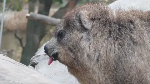 👅