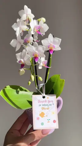 Wednesday: Bring in a bloom to share your appreciation🌸✨ @The Home Depot  #teacherappreciation #MomsofTikTok #fypage #momlife #teacherappreciationweek 