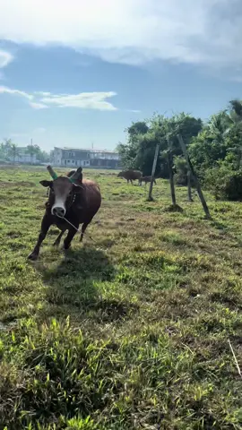 สวัสดีคับ เขาเรียกผมว่าวัวช๊อต คอกนี้มีแต่วัวเชือนๆ มีแต่วัวรั่วๆ มีแต่วัวช๊อตๆ #อ้ายปาน #ค่ายโคน้องจูเนียร์จีน่า #fyp #วัวชนแดนใต้ #เทรนด์วันนี้ 