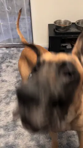 Malakai barking in slowmo. The ears, the lips, the spit i cannot 😂😂  #barking #greatdane #puppy #dogtoks #wthisthat 