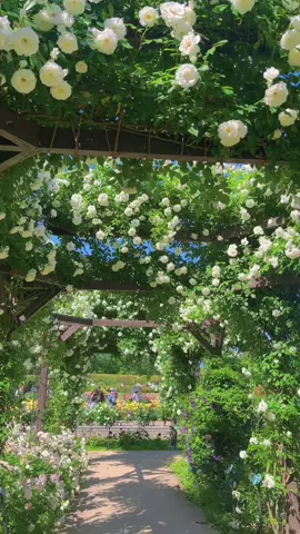 Lạc vào khu vườn hoa hồng đẹp như trong truyện cổ tích ở cv Nagai park-Osaka🌸🌸#薔薇 #バラ #osaka #osakatravel #summervibes #japanaesthetic #nhatban🇯🇵 