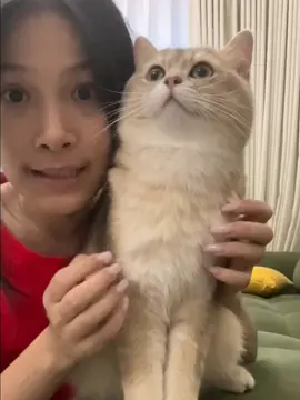 #kitty #catsoftiktok #foryou #fyp 