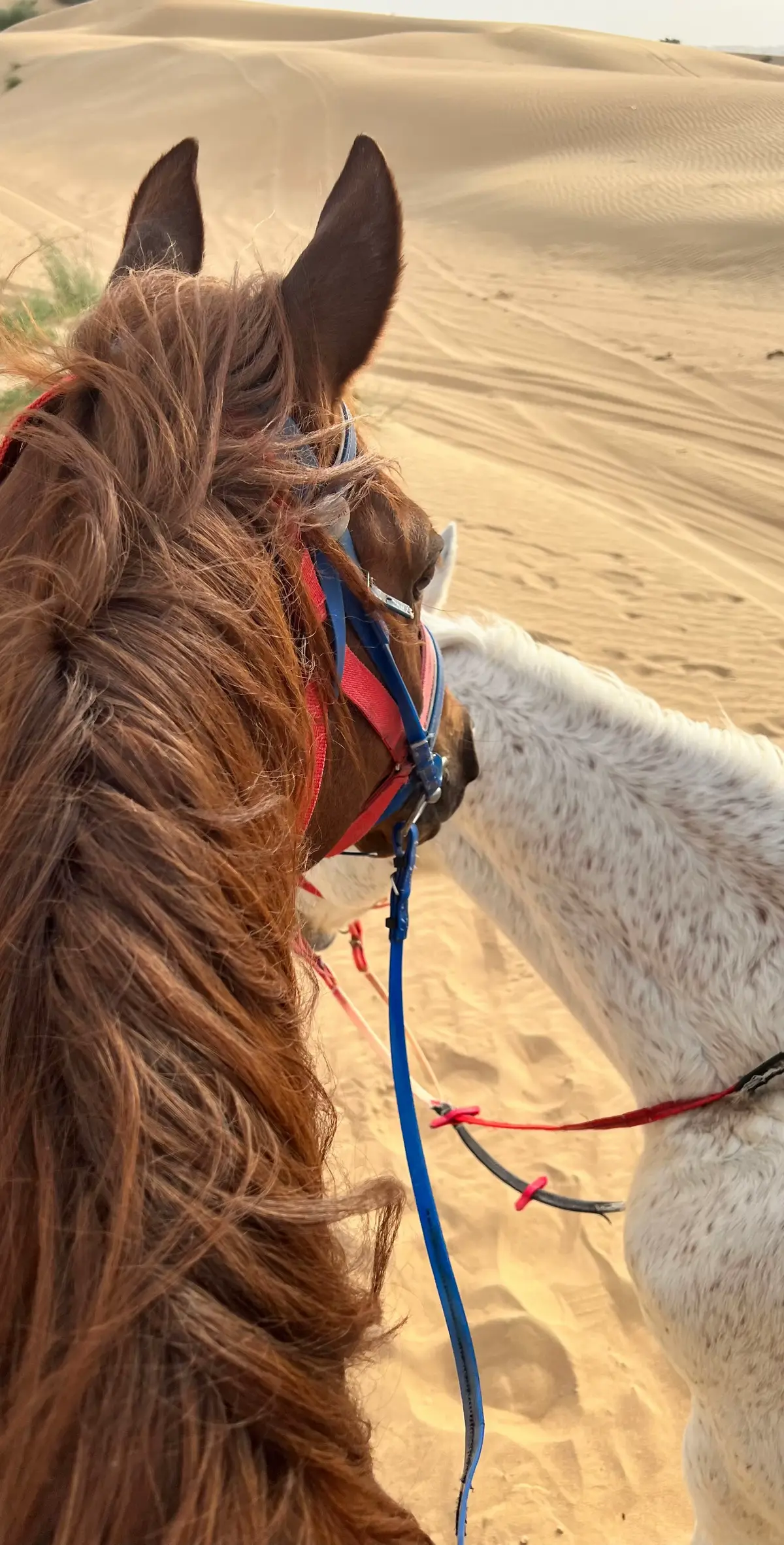 #خيل_وخياله🐎 #خيل #خيول #سفاري 