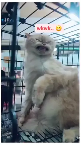 kucing kena kipas angin wkwk.. #fypdongggggggg #fyp #lviraltiktok #kucingcantik #fypage #kucing #cats #fyp 