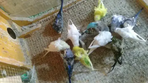 #الهاجروم واحد من أجمل طيور الزينة #AtbaraPet's  #Atbara   #sudan 