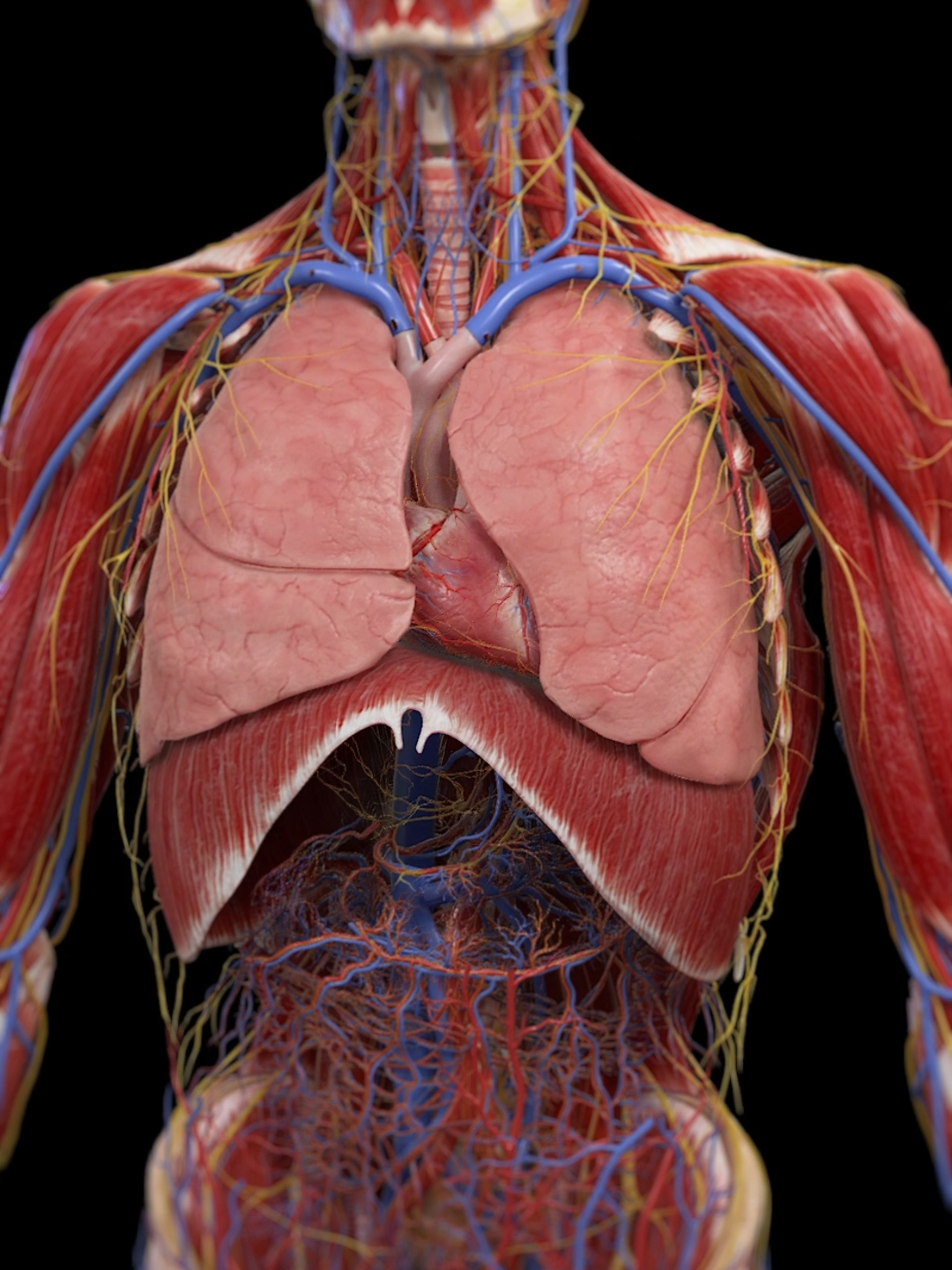 Exploring Peristalsis, Breathing, and Your Heartbeat    Join us as we dive into the amazing rhythmic motions that keep you alive and thriving!   Inside your body, there’s a constant dance of movements. From the food you eat to the air you breathe and the beating of your heart—let’s explore these essential rhythms!   Peristalsis is the wave-like muscle contractions that move food through your digestive tract.  This seamless motion ensures nutrients are absorbed and waste is expelled.    Breathing involves your diaphragm and rib muscles working in tandem to fill your lungs with air and then push it out. This vital exchange brings in oxygen and expels carbon dioxide.   Your heartbeat is driven by electrical impulses that prompt your heart muscles to contract and relax, pumping blood throughout your body. Each beat delivers life-sustaining oxygen and nutrients to your organs.   Together, these movements create a symphony of activity that keeps you functioning.  Peristalsis, breathing, and your heartbeat are the unsung heroes of your body’s daily operations. #anatomy #Science #medical #meded #3d #heart #lung #study #education #health #breathing #animation #sciart #human #body #organs