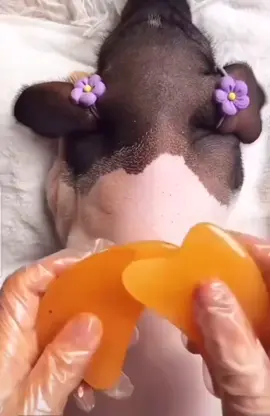 #tommyboy #pork #bbq #pork #texas #taylorswift 