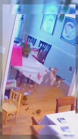 The last one 🤣🐶 #dog #dogs #dogsoftiktok #funnyvideo #funnydog #funnydogs #funnyvideos #funny #foryou #pets #animals #fyp #fypシ゚viral #pet 
