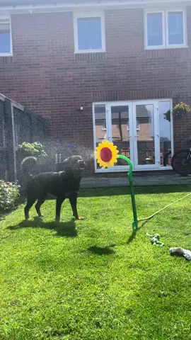 How we picture our dogs having fun #dogsoftiktok #rottweiler #fyp #throwbacks #summervibes #cute #playing #fun 