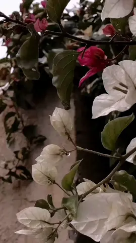 اذا كثرت زلات ابن ادم والله.... . . . . #اكسبلور #فولو #لايك #مصطفى_السوداني #رسائل_اشتياق #يا_مولاي_يا_صاحب_الزمان #صعدو_الفيديو 