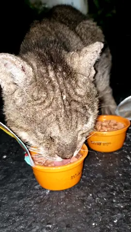 found this poor guy last night covered in #mange crying, hungry, unable to see well and limping #feralcat #florida #catrescue #cat #cats #catlover #tabbycat #straycat #save #hurt #injured  #itchy #ftlauderdale #beach #mothersday 