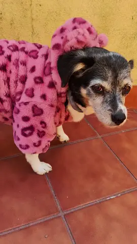 É de peluxe!! 🤣 Inevitable no poner el mejor audio de Shin Chan en gallego, con Penny llevando ese traje #doglove #perro #dogsoftiktok #perrostiktokers #dog #viral #fyp 