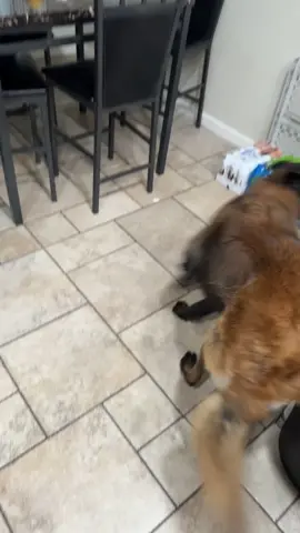 Koderius be bussin it down fr #fypシ #dayinmylife #dogsoftiktok #funnyvideos #fyp 