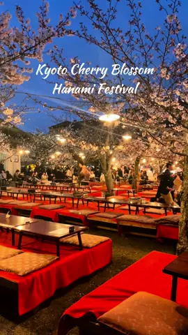 Kyoto Cherry Blossom • Hanami Festival 🌸 • Maruyama Park 🎆🎇 #hanami #sakura #sakurafestival #cherryblossom #kyoto #kyotojapan #visitkyoto #park #maruyamapark #spring #springinjapan #japansakura #japannightlife #japanesefestival #streetfood #japon #japantok #tiktoktravel #foryou 